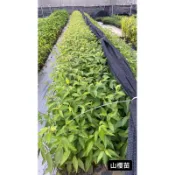 山櫻苗/櫻花苗/永吉種苗園