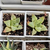 多肉植物，百合，帝王壽錦