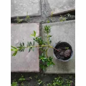 花精靈植物的家~樹苗~西施羅漢松苗~3吋盆/高約5-10公分