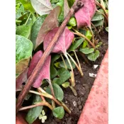 魚腥草/紅背魚腥草/折耳根/蕺菜/裸根苗5元/株