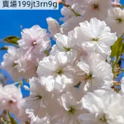 現貨🌸【日本櫻花種子】🌸（50粒裝）四季盆栽地栽櫻花 日本櫻花 四季種植 室內外易活 觀賞植物花卉  新手陽臺庭院