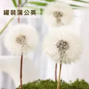 (店+)精品罐裝蒲公英｜4–5cm大朵｜永恆蒲公英｜乾燥花擺飾｜質感小物｜療癒系桌面植物｜開運禮物｜乾燥花 永生花 花盅