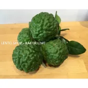 LENTO SHOP - 台灣新鮮現採 卡菲爾檸檬 卡菲爾萊姆 馬蜂橙 青檸 Kaffir Lime  台南出貨