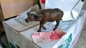 石灣陶水牛 古早農村