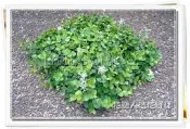 ◎花語人造花資材◎人造草皮＊粉葉有花尤加利草皮＊可清洗~櫥窗~會場~景觀造景