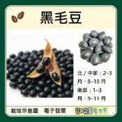 【台灣出貨 電子發票】黑毛豆 種子 菜籽 毛豆 黑豆 空中花園藝世界