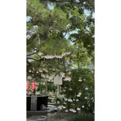 🔥 🇯🇵 日本 御髮神社 櫛田神社 住吉大社 文殊堂 難波 八坂神社 蕾絲 御守 吊飾 少量現貨在台 售完不補