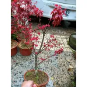 特殊稀有少見日本小葉紅楓樹天然沒有接枝名叫初猩猩8吋盆跟賣場裡面990元比較大一倍長新芽時候葉子最鮮豔免運賣完就沒有貨了