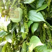 8H出貨⚡ 🥬【胡椒種子】🥬2025新種 白胡椒木種子 黑胡椒木種子 多年生高產 四季春播食用香料種籽 小院陽台農田種植