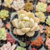 白牡丹 1吋 多肉植物