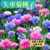 💥【矢車菊花】四季易種活萬壽菊 波斯菊 小皺菊 洋甘菊 多頭菊花 藍色矢車菊種子室外庭院綠化花海 園林造景耐寒花卉種籽子