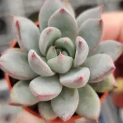 4公分盆“ 女美月”🔥穩根品🌵多肉植物❤️蘭心花卉
