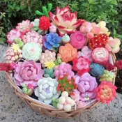 現貨多肉植物種子 仙人掌種子 生石花種子 石蓮花種子 景天種子 多肉播種 自採種子 多肉大禮包 多樣化種子 陽台盆栽 療