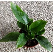 玫森 綠帝王蔓綠絨 彩虹帝王蔓綠絨 泡泡蔓綠絨 3吋盆 觀葉植物