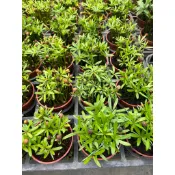 植入日常 蘭嶼羅漢松 羅漢松 三吋盆 超商與蝦皮寄送六寸盆一單兩盆為限  開花/網美植物 店面擺設
