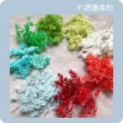 *晴冬小舖*進口不凋葉材-蓬萊松 不凋花乾燥花花束捧花花冠手腕花花圈花禮大豆蠟蜜蠟香磚擴香石新娘秘書婚紗拍照道具UV膠
