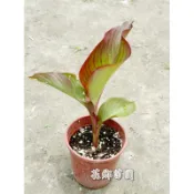 《花鄉苗圃》  蕉芋、越南食用美人蕉蕉芋、củ rong riềng đỏ