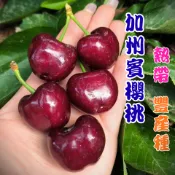 【加州賓櫻桃】(Bing Cherry) 4吋盆 正宗嫁接苗｜庭院/盆植皆可｜穩根出貨 櫻桃 櫻桃苗 水果苗 果樹苗