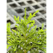 🌸植plant & flower ~ 津山檜  日本扁柏