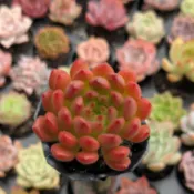 紅寶石 1吋 多肉植物