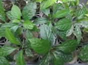 皇毅生物科技 (現貨)青脆枝苗-每棵200元-貨到付款