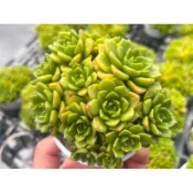 【多肉好好買】三吋盆 綠焰/老樁 多肉植物 現貨