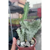 多莉🌸多肉「 春峰錦」