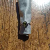 捷克隕石戒指