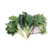 Baby Leaf嫩葉生菜種子-綜合羽衣甘藍｜早採嫩葉・多品種