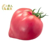 現貨隔日寄 牛心番茄種子～傳家寶品種，果肉厚實口感一級棒，單顆可達2磅重，自產自食安心首選，產量驚人