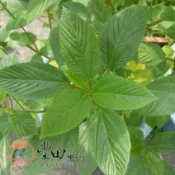 【野菜部屋~】A11黃麻菜種子60公克(約39000顆種子) 埃及帝王菜 國王菜 麻芛 麻薏 營養的蔬菜~ ~