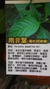 花田厝_香草水果苗—南非葉(扁桃斑鳩菊)--一組10棵~四季皆宜種/5-6吋高約20-45cm