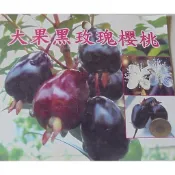 大果黑玫瑰櫻桃 大果巴西櫻桃-- (仟插苗)1盆190...枝條1組4支100元..實生苗1盆90元