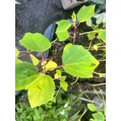 洛神花苗 洛神花（2.5寸盆1盆）參考品種：台東4號，大面積種植可能有部份雜交混雜，完美主義勿下單