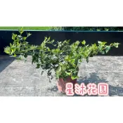 ｛星沐花園｝ 毛茉莉、星星茉莉