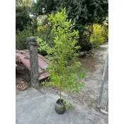 田尾玫瑰園 l 樟樹【8吋美植袋】常綠喬木 樹形美觀 散發特有清香氣息．田尾玫瑰園