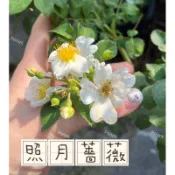 照月薔薇玫瑰花苗，現貨3吋盆可當砧木嫁接！無刺