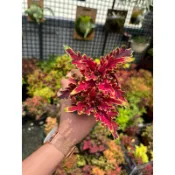 Mien米恩/米恩獨家育種/彩虹魚彩葉草(3吋)/雨林/觀葉/網紅/IG/室內/植栽/