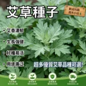 【現貨🌱艾草種子】艾葉 驅蚊植物 多年生香草 四季可種 庭院陽台盆栽 高發芽率 新手友善 有機藥草