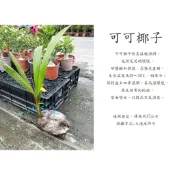 心栽花坊-可可椰子/椰子樹/椰子水/水果苗/特價280