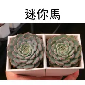 ❁採花❁ 迷你馬-多肉植物/療癒盆栽/園藝