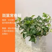 斑葉常春藤 常春藤 斑葉 觀葉植物 網紅植物 室內植物 綠化盆栽 陽台植物 高級植物