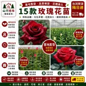 台灣現貨 🌹【15款玫瑰花苗】🌹稀有玫瑰花苗 香水玫瑰花苗 玫瑰花種苗 老樁盆栽玫瑰四季開花室內外陽台盆栽
