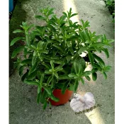 5吋盆 [甜菊盆栽 葉子可生吃 0熱量代糖 ] 活體香草植物盆栽, 可食用.料理或泡茶 ~ 半日照佳~ 先確認有沒有貨