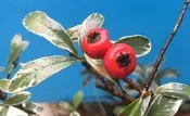 【優勢】日本斑葉狀元紅苗木