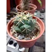 多肉植物 仙人掌 象牙丸 一物一拍