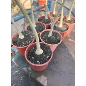 沙漠玫瑰綠頭五寸盆嫁接頭（一顆80）一單最少三顆