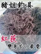 紅荻 草 海荻 海草 變身苦餌料 臭肚餌料