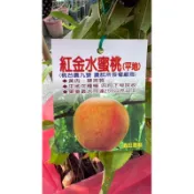 頂耀園藝 紅金水蜜桃（台農9號）高度約40公分 （授權之品種；絕非山寨版）