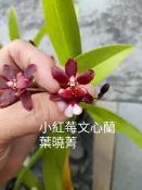 小紅莓文心蘭